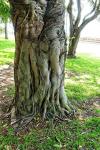 : - Coussapoa microcarpa