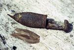 : - Couratari guianensis