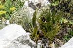 Zwergpalme - Chamaerops humilis