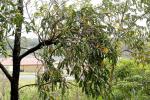 : - Dendrophthoe vitellinus