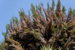 : - Erica canaliculata