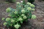 Baumartige Hortensie - Hydrangea arborescens