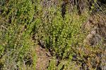 :-Galium roddii
