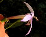 Sternenblume - Isotoma axillaris