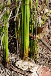 : - Lepidosperma urophorum