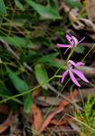 :-Caladenia congesta