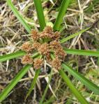 : - Cyperus ligularis