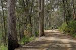 : - Eucalyptus robertsonii