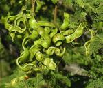 Kalahari-Weihnachtsbaum - Dichrostachys cinerea