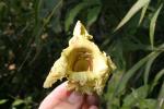 : - Markhamia stipulata