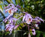 : - Myrmecophila tibicinis