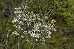 : - Olearia rosmarinifolia