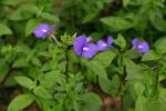 : - Otacanthus azureus