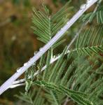 Silber-Akazie - Acacia dealbata