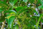 : - Dendrocnide photiniphylla