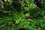 : - Fuchsia glazioviana