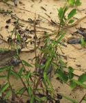 : - Ischaemum muticum