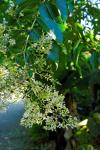 : - Lagerstroemia subcostata