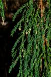 Himalaja-Wacholder-Juniperus recurva