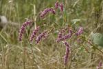 : - Persicaria orientalis