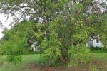 Amblabaum - Phyllanthus emblica
