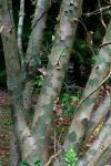 : - Pinus bungeana