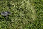 : - Pogonatherum crinitum