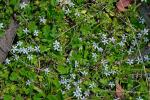 : - Lobelia pedunculata