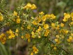 : - Pultenaea villosa