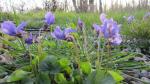 Duftveilchen - Viola odorata