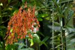 : - Renanthera storiei
