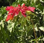 Weihnachtsstern - Euphorbia pulcherrima