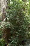 : - Camellia connata