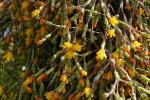 Binsen-Kaktus - Hatiora salicornioides