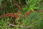 : - Pterolobium microphyllum