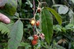 :-Rubus lineatus