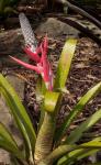 :-Aechmea maculata