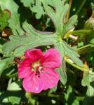 : - Geranium goldmanii