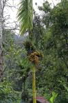 Betelnusspalme - Areca catechu