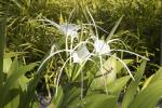 : - Hymenocallis caribaea