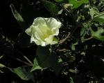 : - Gossypium hirsutum