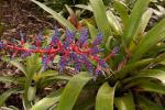 : - Aechmea dichlamydea var. trinitensis