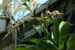: - Brocchinia gilmartiniae