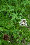 Balsamstrauch - Cedronella canariensis