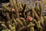 Hildewintera aureispina - Cleistocactus winteri