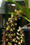 : - Cymbidium madidum
