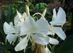 Weißer Ginger - Hedychium coronarium