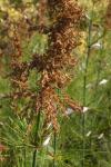: - Elegia capensis