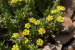 Medusenhaupt-Wolfsmilch - Euphorbia caput-medusae