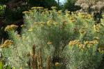 : - Hymenolepis parviflora